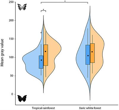 Melanism and color saturation of butterfly assemblages: A comparison between a tropical rainforest and a xeric white forest